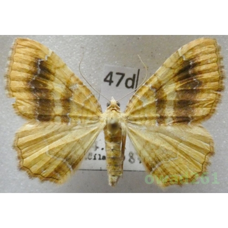 Camptogramma bilineata (Linnaeus, 1758) Slovakia47d